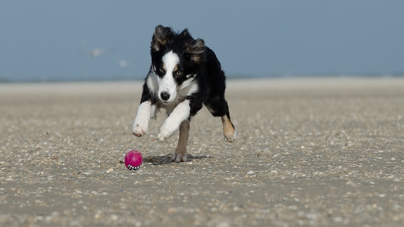 Gioco kong per cani: cos'è, come sceglierlo, quanto costa Gioco kong per cani: cos'è, come sceglierlo, quanto costa