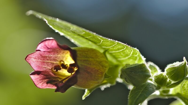 Gli effetti benefici della Belladonna Gli effetti benefici della Belladonna