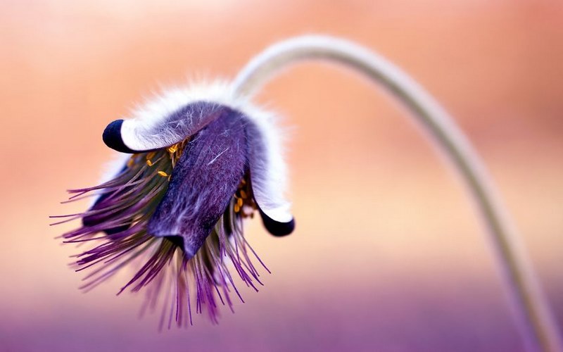pulsatilla che cos'è pulsatilla che cos'è