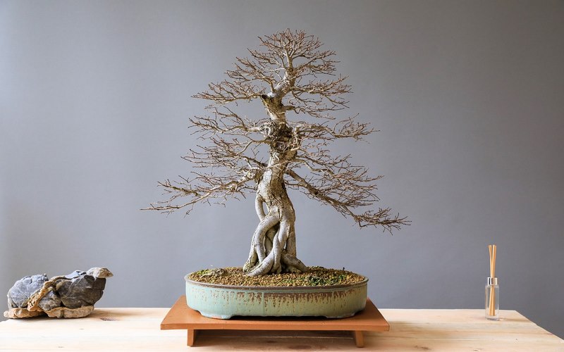 il giusto vaso da bonsai il giusto vaso da bonsai