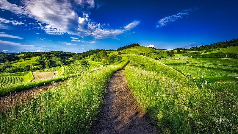 Aziende vinicole con agriturismo Aziende vinicole con agriturismo