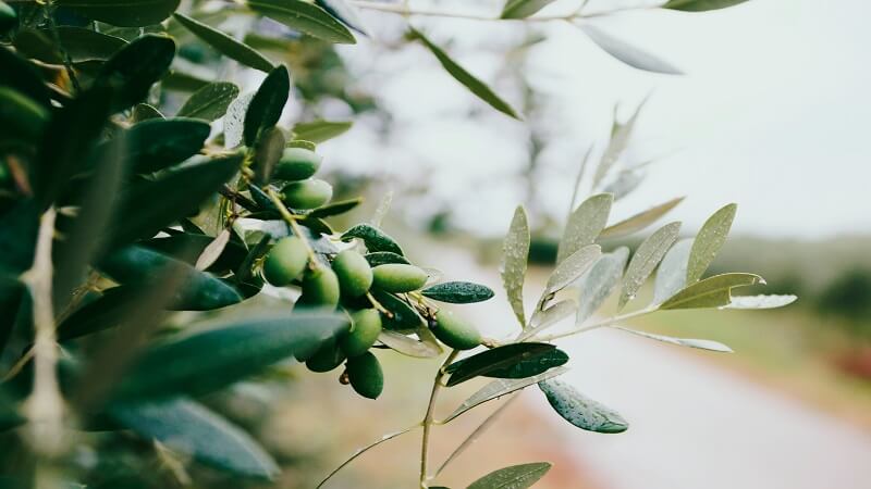 Olio biologico Olio biologico