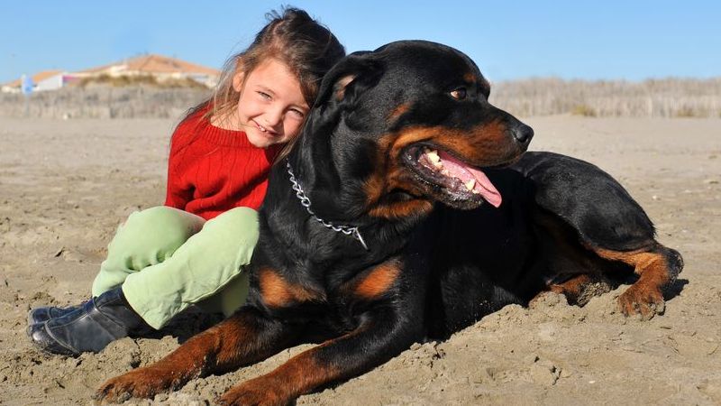 quali sono i migliori cani da guardia quali sono i migliori cani da guardia