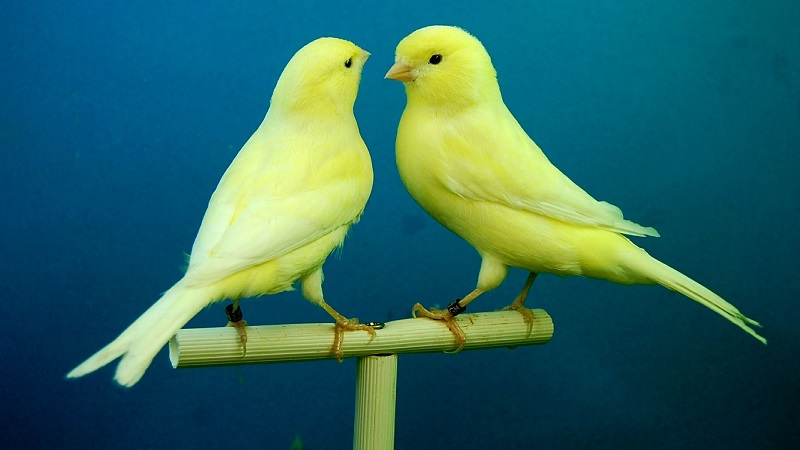 canarino giallo canarino giallo