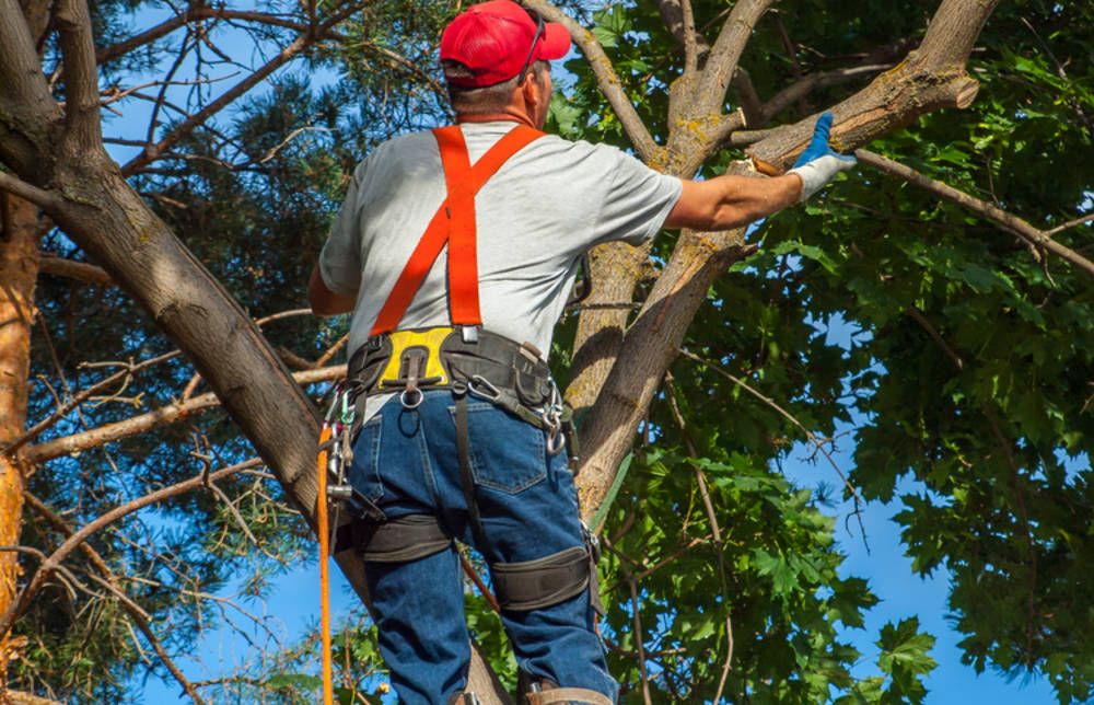 Creazione e manutenzione di aree verdi: limportanza di cure ... Come fare un preventivo di giardinaggio