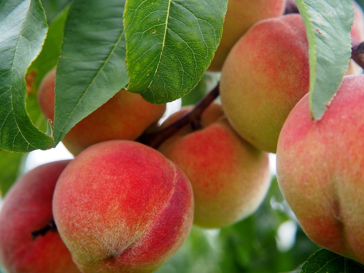 Come e quando potare un pesco? tecniche e consigli Come fare un preventivo di giardinaggio
