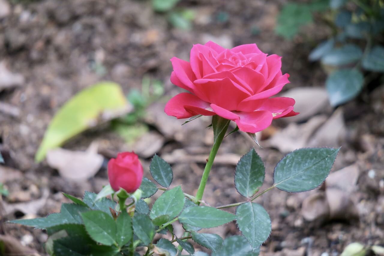 Come e quando potare le rose? tecniche e consigli Come fare un preventivo di giardinaggio