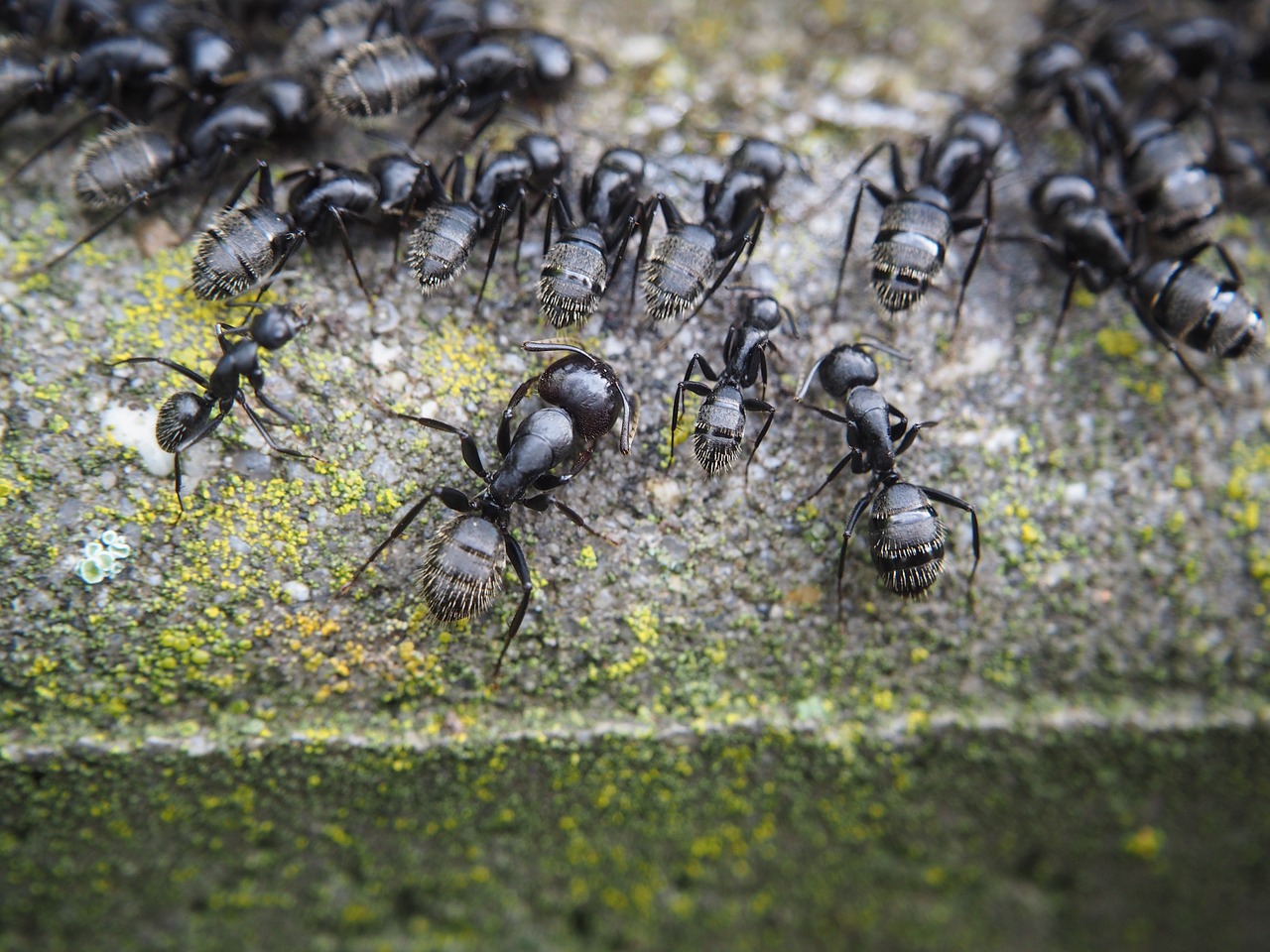 Formiche in casa: rimedi naturali e non per eliminarle Eliminare formiche in casa