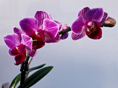 Illuminazione Orchidee : Come potare le orchidee per farle rifiorire?