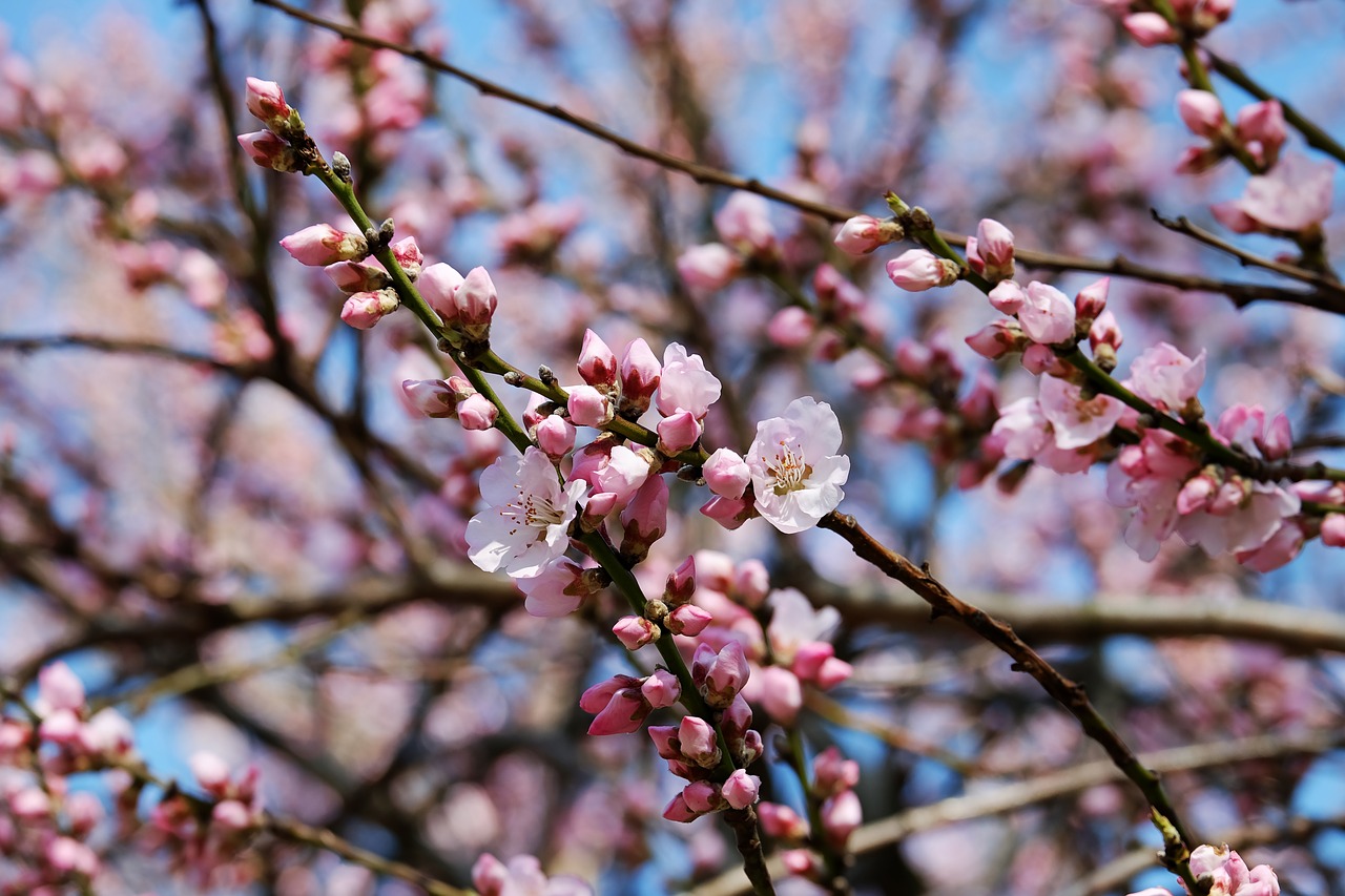 Come e quando potare un ciliegio adulto? Come fare un preventivo di giardinaggio