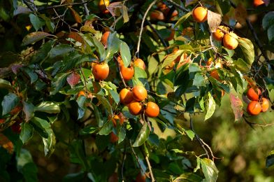 Risultati immagini per Alberi. I grandi anziani del pianta