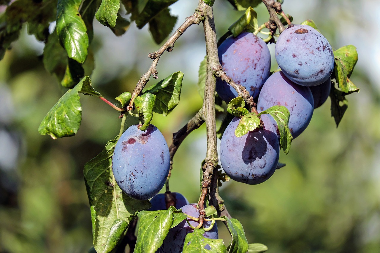Come e quando potare il susino? tecniche ed errori comuni Come fare un preventivo di giardinaggio