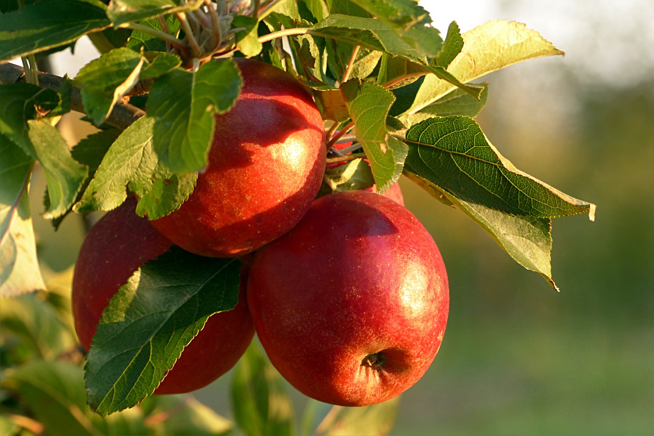 Come e quando potare il melo? consigli e tecniche Come fare un preventivo di giardinaggio