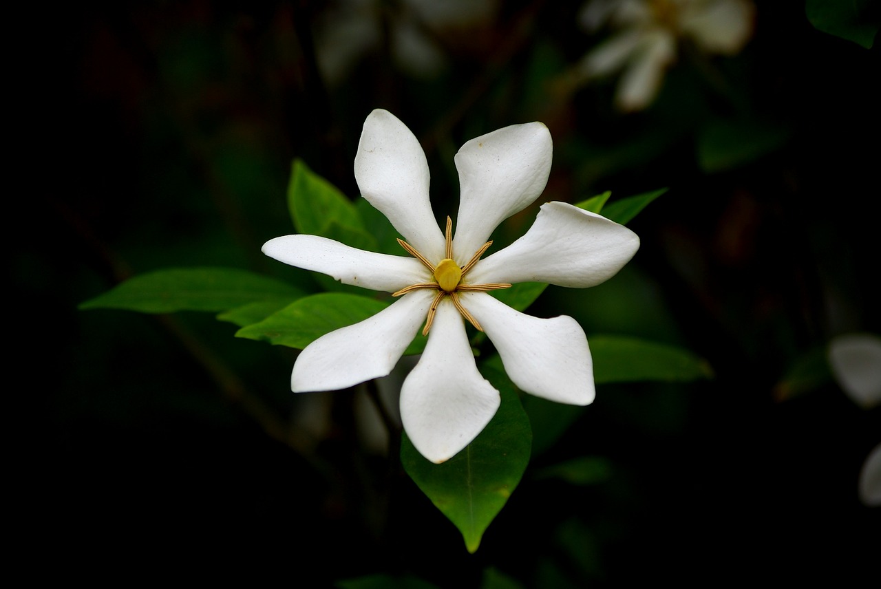 Consigli per coltivare la gardenia sul balcone