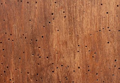 Capricorno delle case: cosè, come riconoscerlo e come eliminarlo Come debellare i tarli del legno
