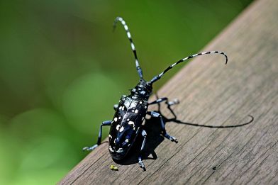 Fumigazione: come funziona questo trattamento antitarlo? Come debellare i tarli del legno