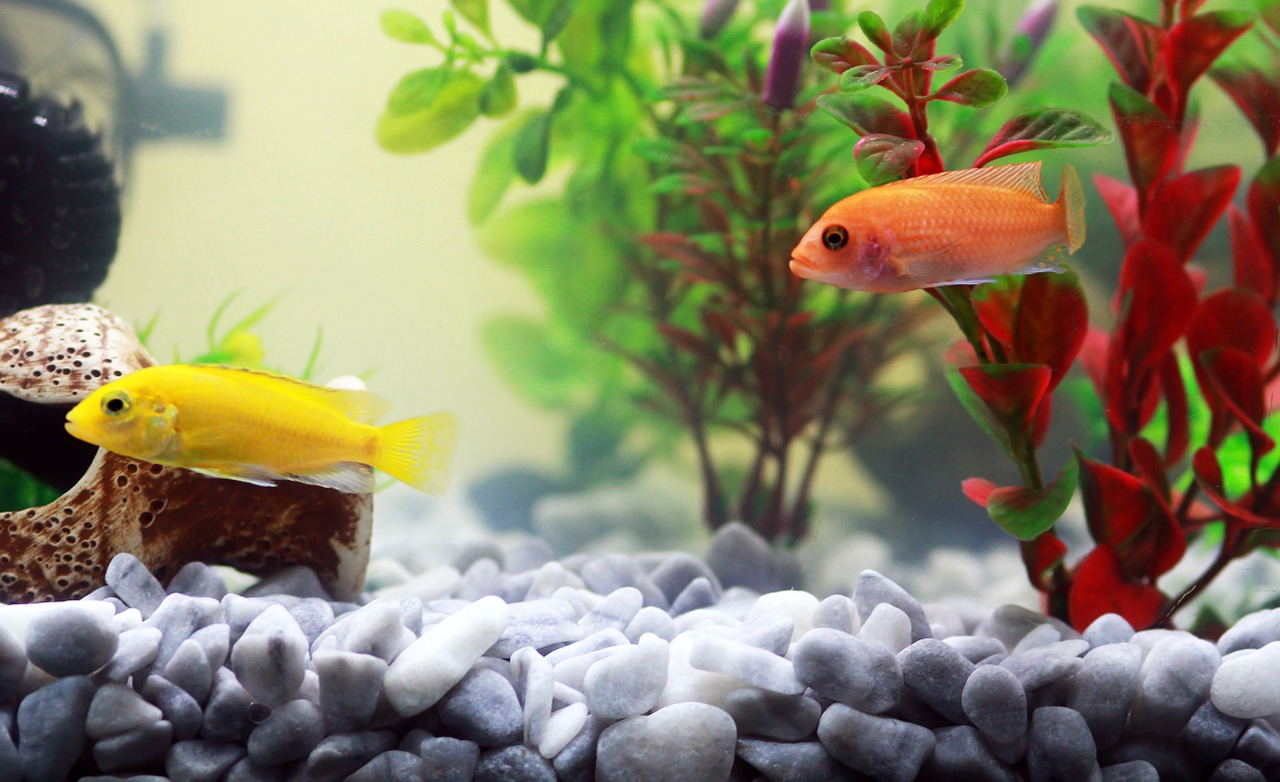 Come traslocare un acquario? I consigli dei professionisti