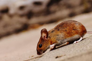 Esche e trappole per topi: quali sono i sistemi più efficaci? Come combattere i topi