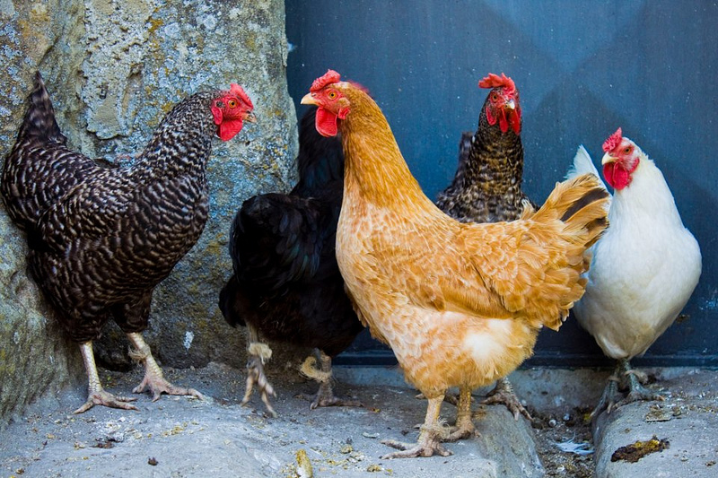 Che differenza c'è tra pollo e gallina superEva Che differenza c'è tra pollo e gallina superEva