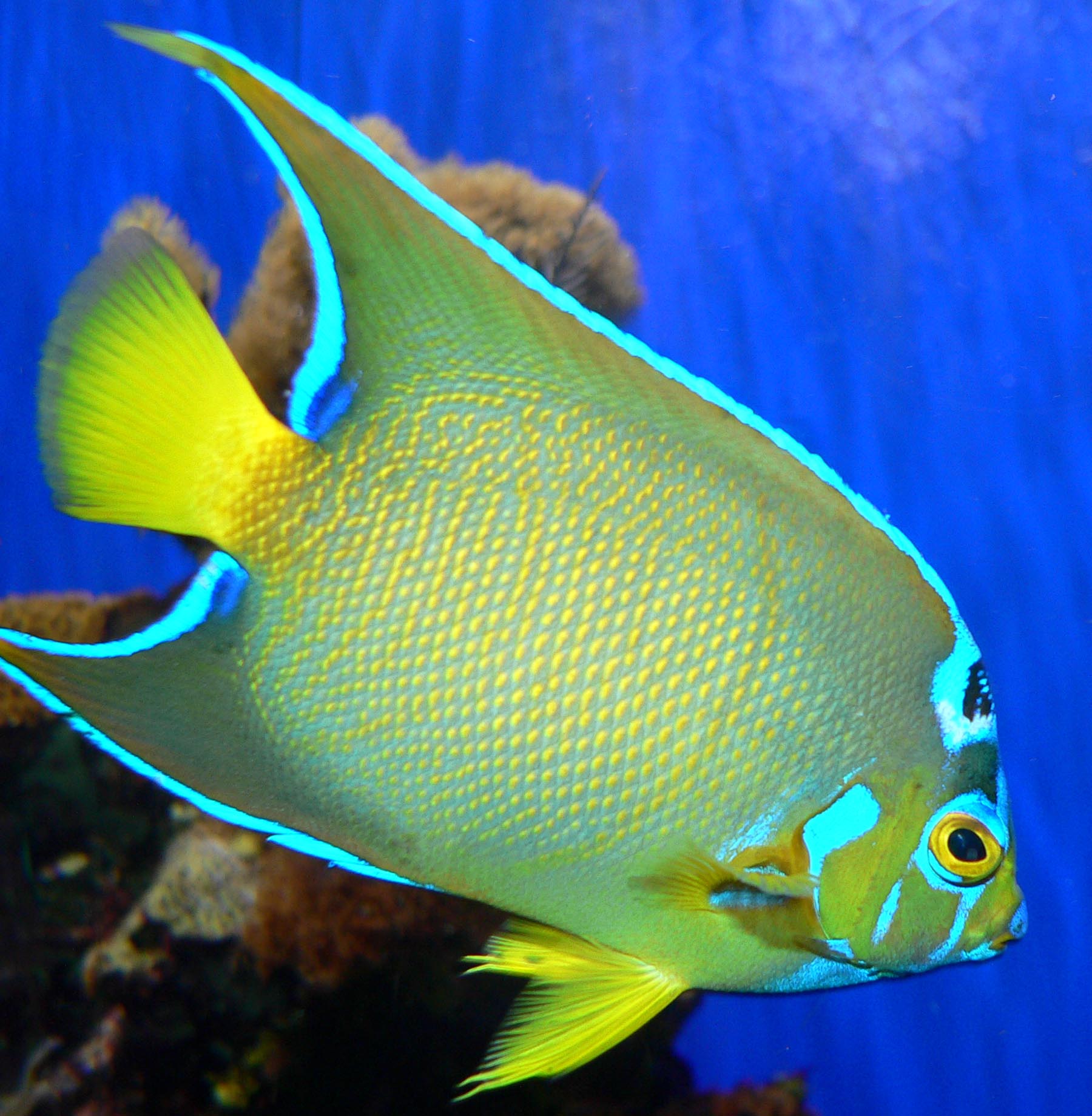 Pesce giallo e azzurro