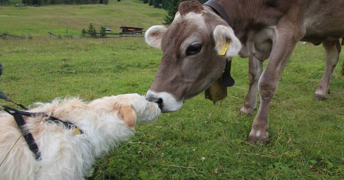 Come Fare La Mucca Su Little Alchemy