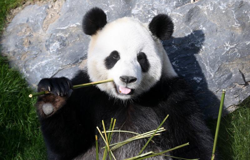 Risultati immagini per panda pollice opponibile