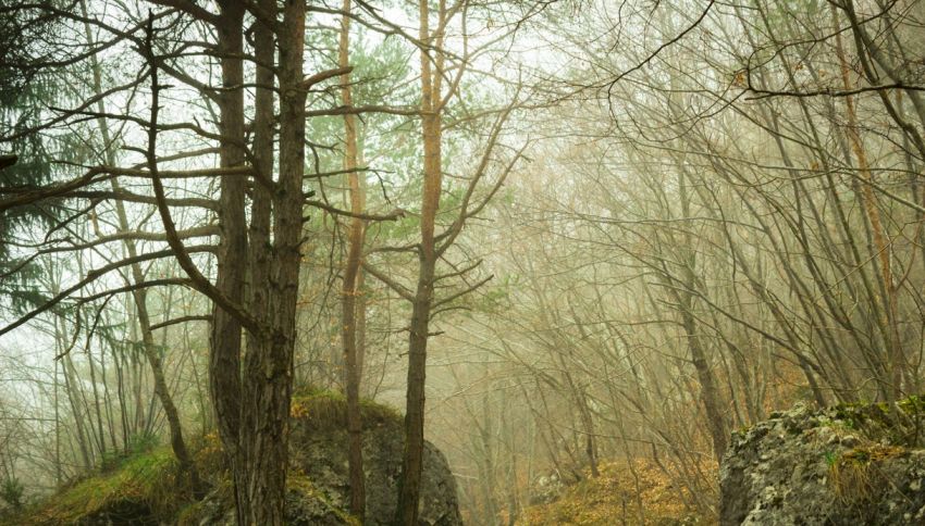 La moglie lo opprime. Va a vivere per 10 anni nei boschi