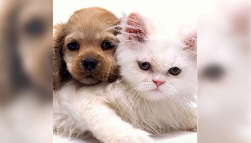 Cani E Gatti Fanno Bene Alla Coppia Lo Dice La Scienza SuperEva