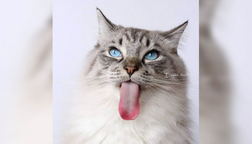Thorin: il gatto con la lingua più lunga al mondo | superEva Thorin: il gatto con la lingua più lunga al mondo | superEva - 850 x 484 jpeg 35kB