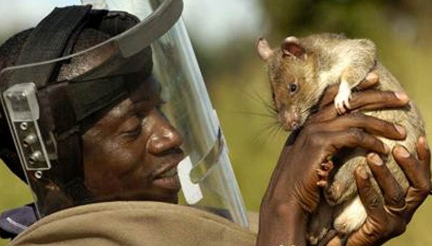 In tanzania arrivano i ratti poliziotto contro il contrabbando ... Come combattere i topi