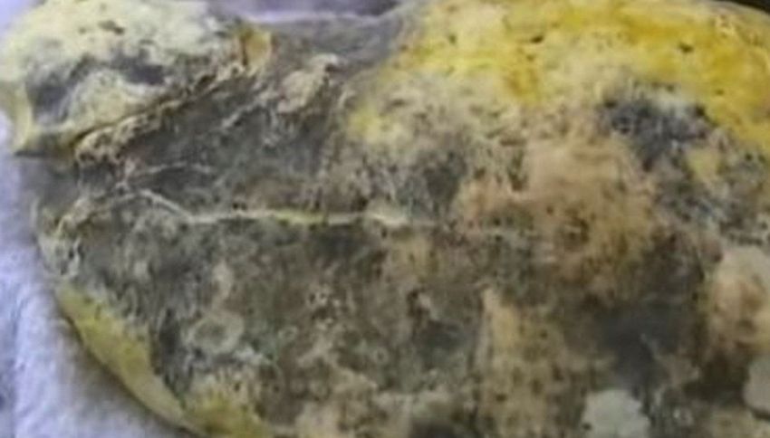 L'incredibile pesca milionaria del 'vomito di balena' | superEva