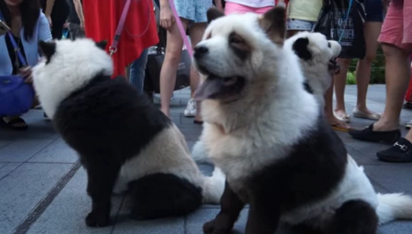 Risultati immagini per Cani trasformati in panda, è polemica