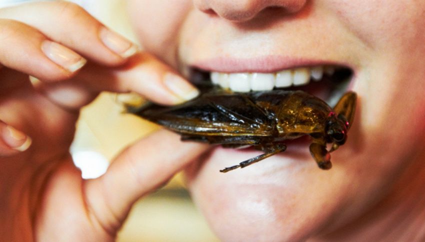 Da gennaio 2018 gli insetti finiranno sulle nostre tavole