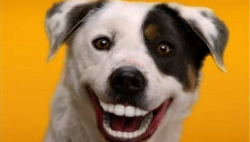 Ricordi Di Un Cane Giallo Riassunto