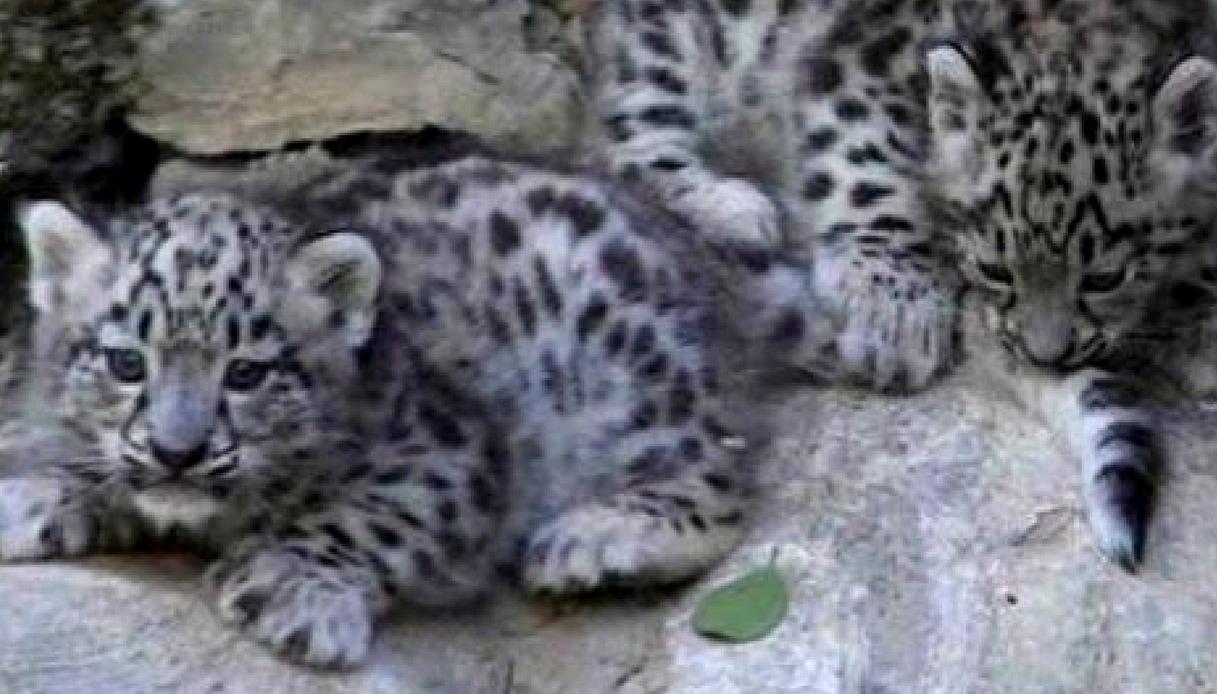 Nati a Bergamo due rari leopardi delle nevi