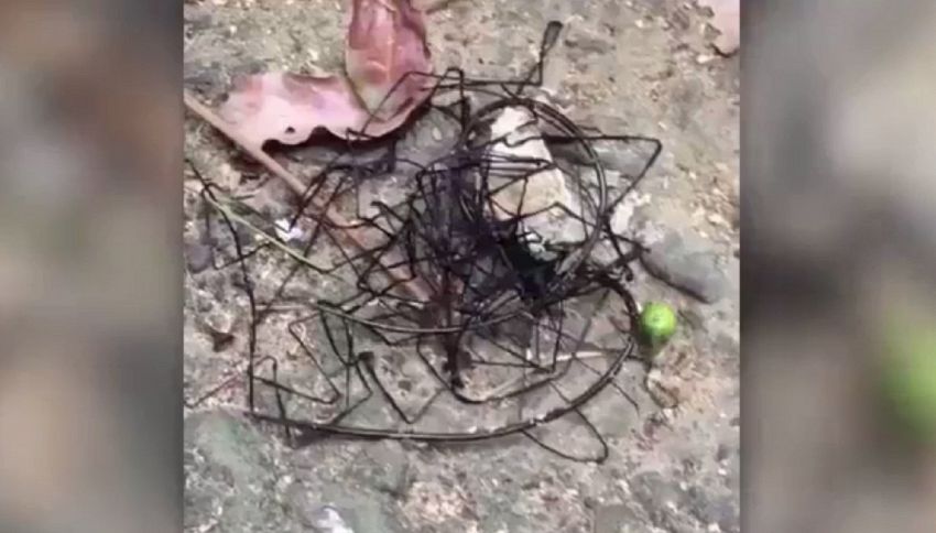 Trovata misteriosa creatura aliena a Taiwan