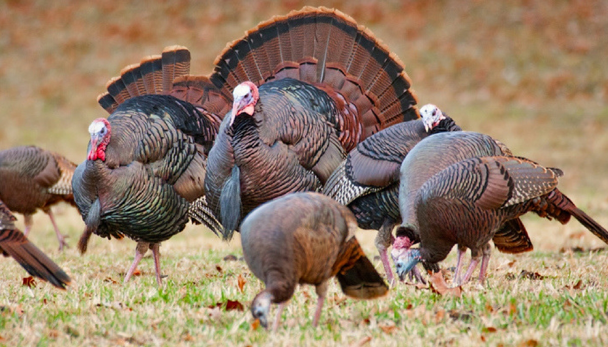 Urban Turkeys: le bande di tacchini che terrorizzano l'America
