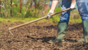 Studenti sono indisciplinati. Preside li manda a zappare l'orto