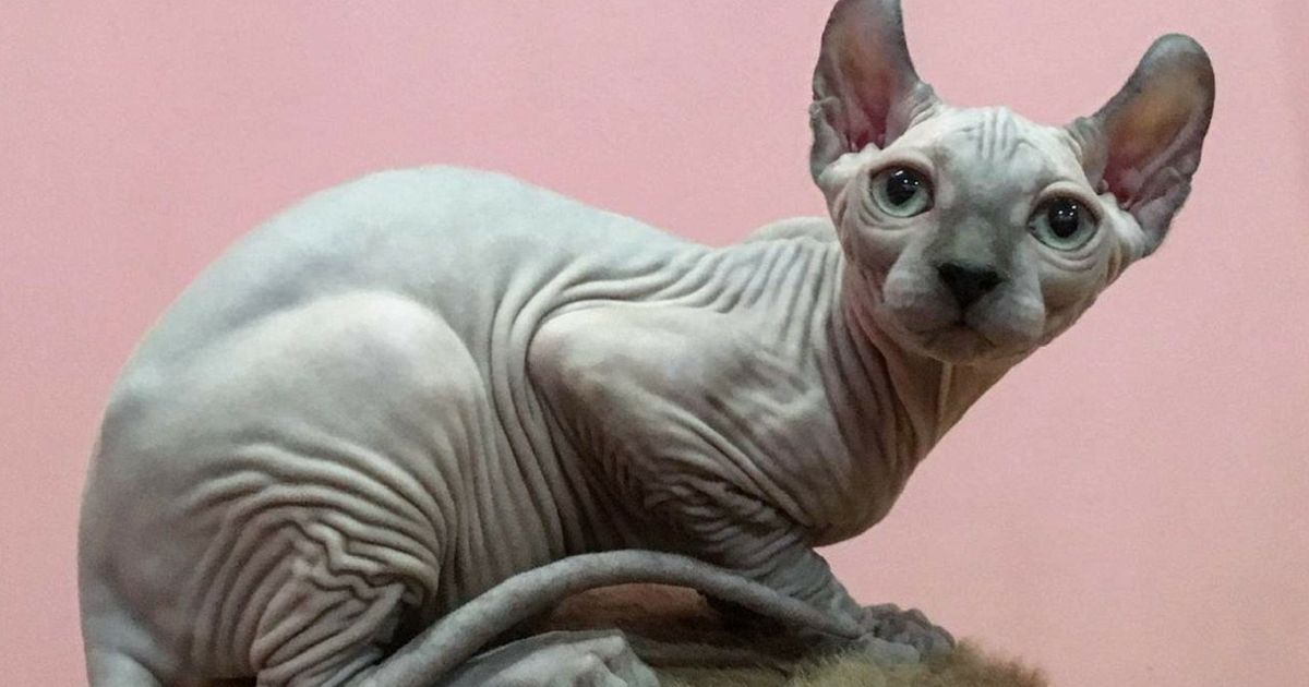 Gatto Senza Pelo Come Si Chiama