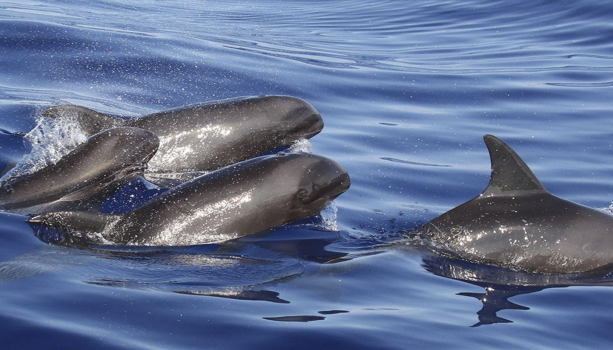Il Delfino Balena La Nuova Specie Scoperta Nel Mare Delle Hawaii Supereva