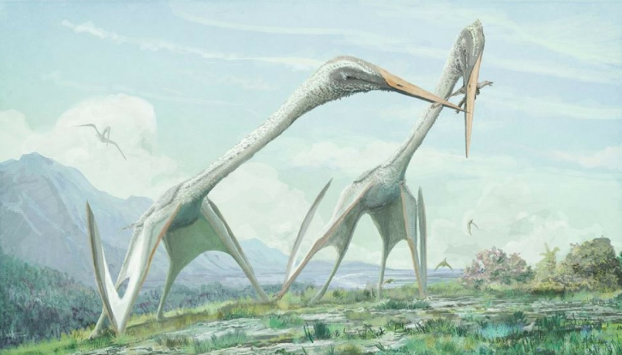Nella preistoria c'era una mega cicogna più grande del T-Rex