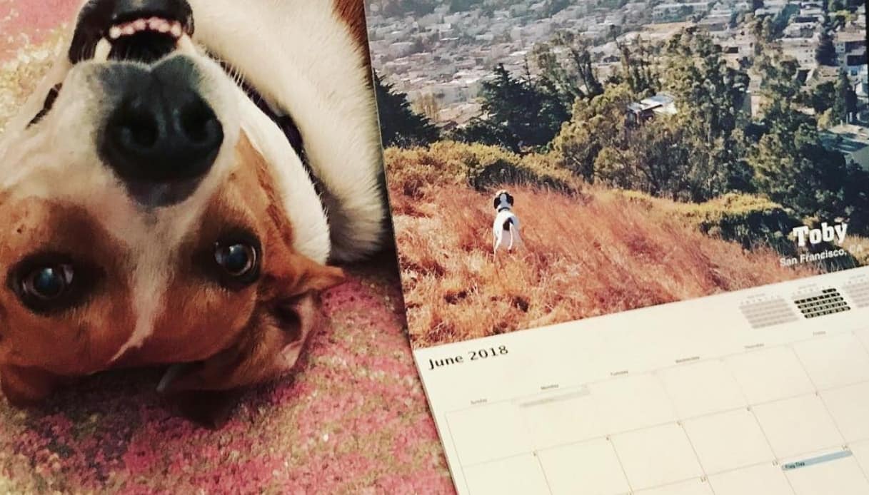 cane-calendario