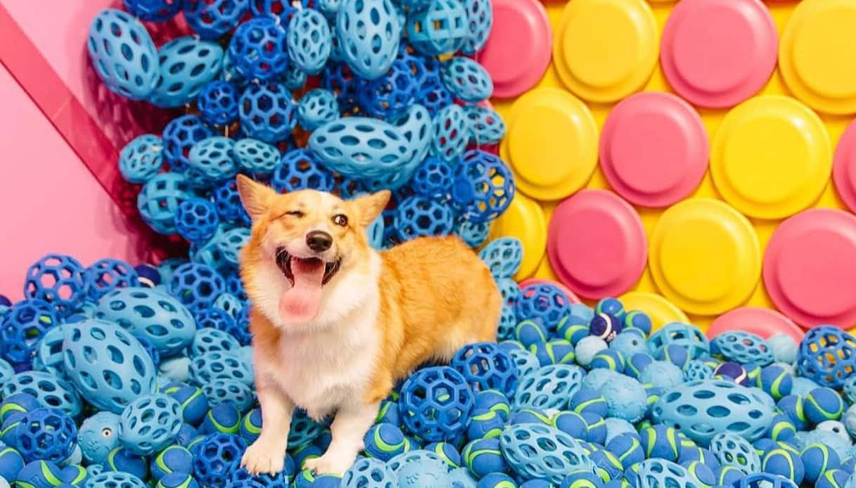 Coccole e giochi: arriva il museo per gli amici a quattro zampe