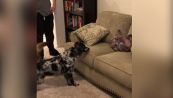Il cane terrorizzato dal cuscino a forma di gatto