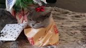 Natale: il gattino si lascia impacchettare come un pacco regalo
