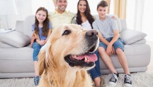 Hai un animale domestico? Ecco le spese che puoi detrarre