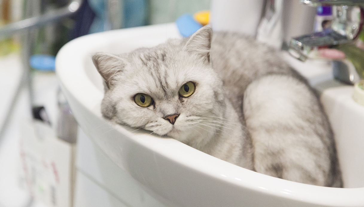 Il gatto "idraulico" recupera l'anello incastrato nel lavandino