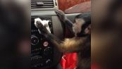 Sasha, la scimmietta che ama specchiarsi in auto