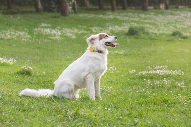 Premi sull'immagine per scoprire FinsterDuo, il fitness tracker intelligente per cani